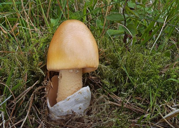 muchotrávka oranžová Amanita crocea (Quél.) Singer