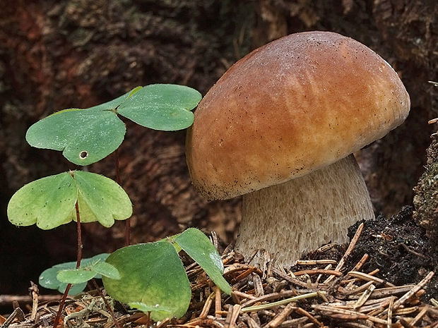 hríb smrekový Boletus edulis Bull.