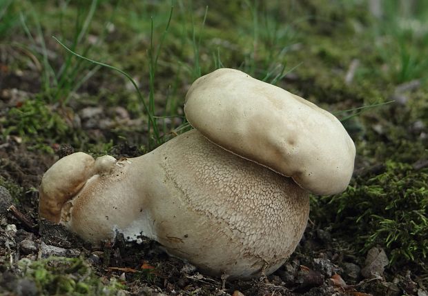 hríb dubový Boletus reticulatus Schaeff.