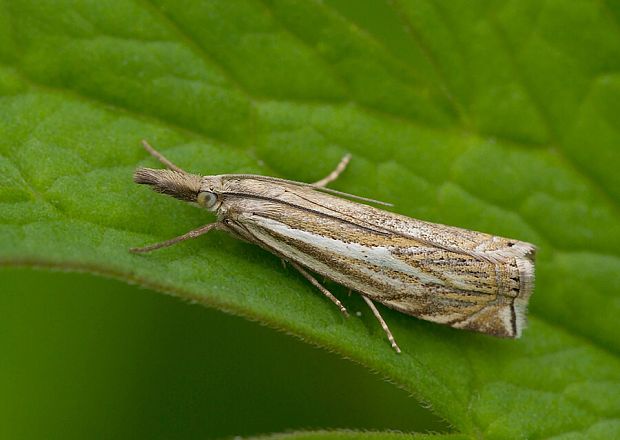 trávovec lúčny Crambus lathoniellus