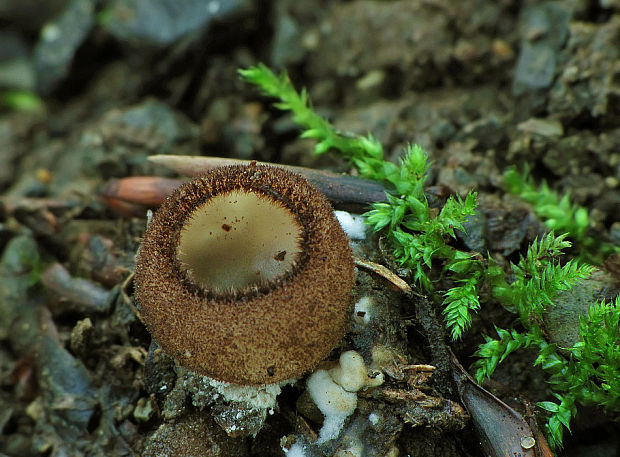 humária polguľovitá Humaria hemisphaerica (F.H. Wigg.) Fuckel