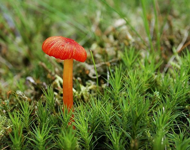 lúčnica Hygrocybe sp.