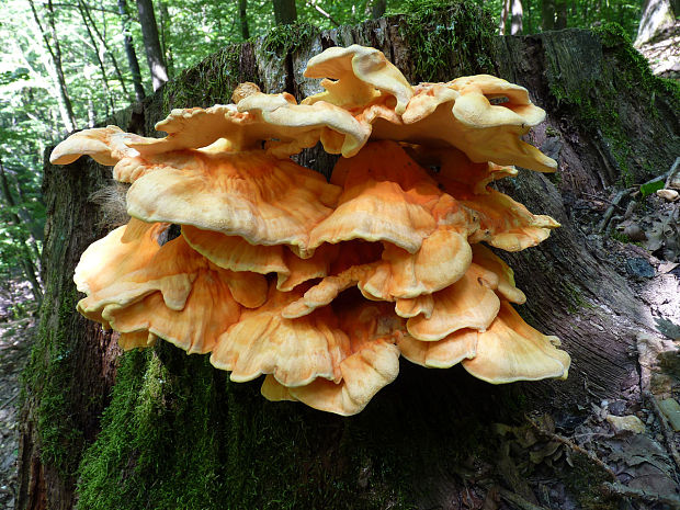 sírovec obyčajný Laetiporus sulphureus (Bull.) Murrill