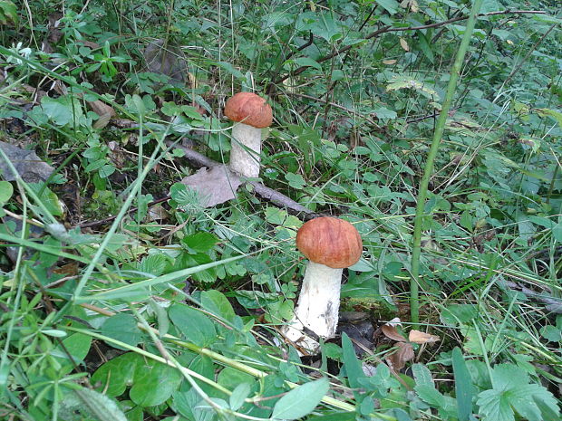 kozák osikový Leccinum albostipitatum den Bakker & Noordel.