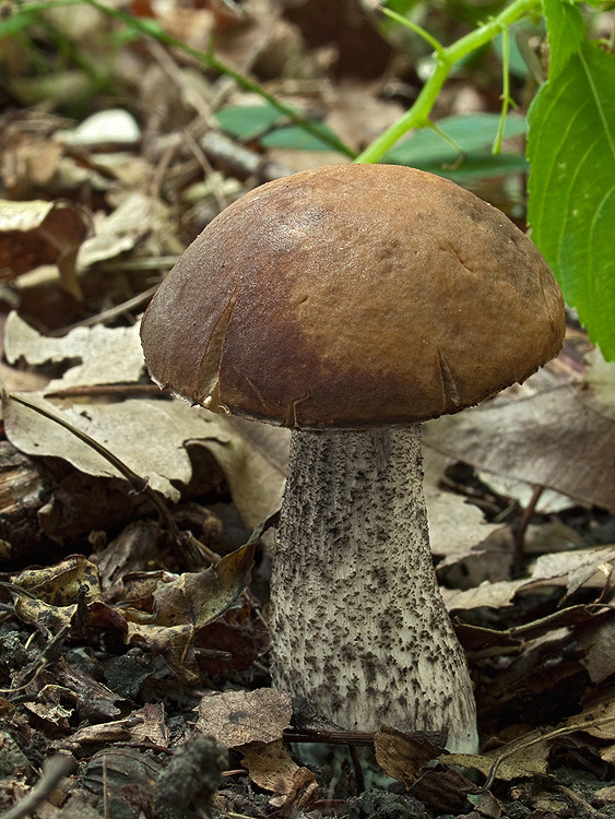 kozák hrabový Leccinum pseudoscabrum (Kallenb.) Šutara