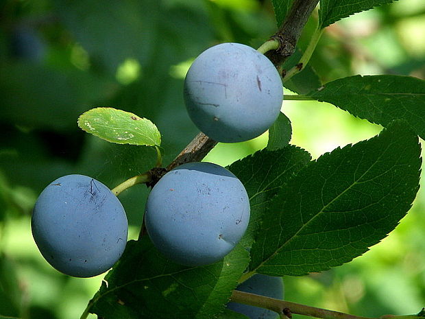 trnka obyčajná Prunus spinosa L.