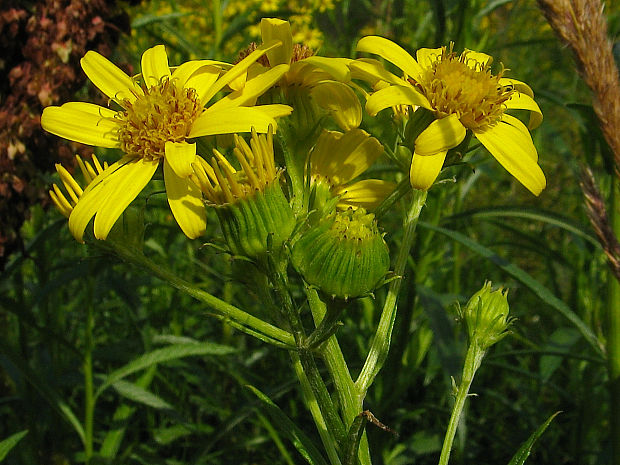 starček barinný plstnatý Senecio paludosus subsp. tomentosus Čelak.