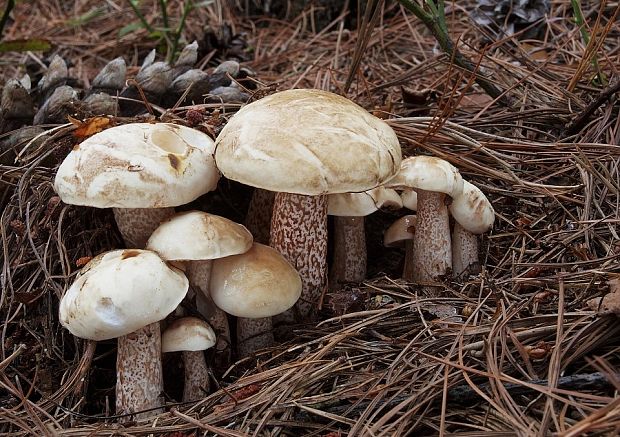 masliak biely Suillus placidus (Bonord.) Singer