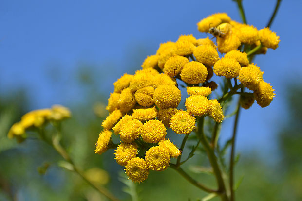 vratič obyčajný Tanacetum vulgare L.