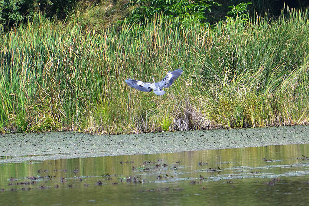 volavka popolavá Ardea cinerea