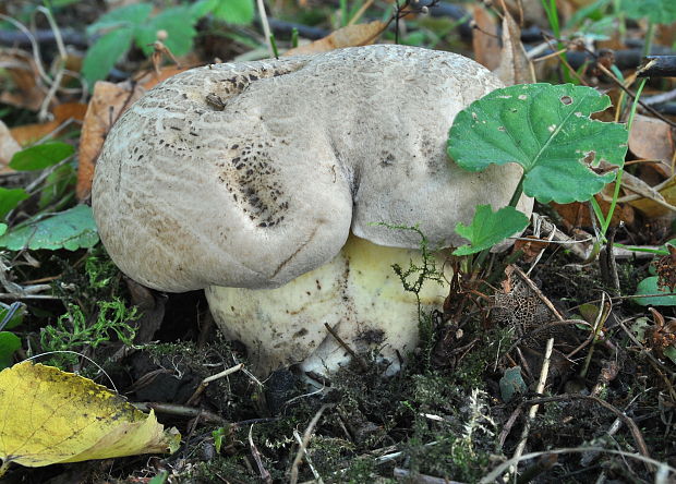 hríb horký Caloboletus radicans (Pers.) Vizzini