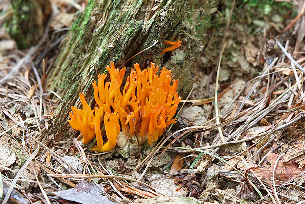 parôžkovec lepkavý Calocera viscosa (Pers.) Fr.