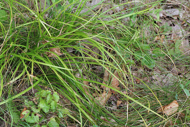 ostrica leersova Carex guestphalica  (Boenn. ex Rchb.) Boenn. ex O. Lang