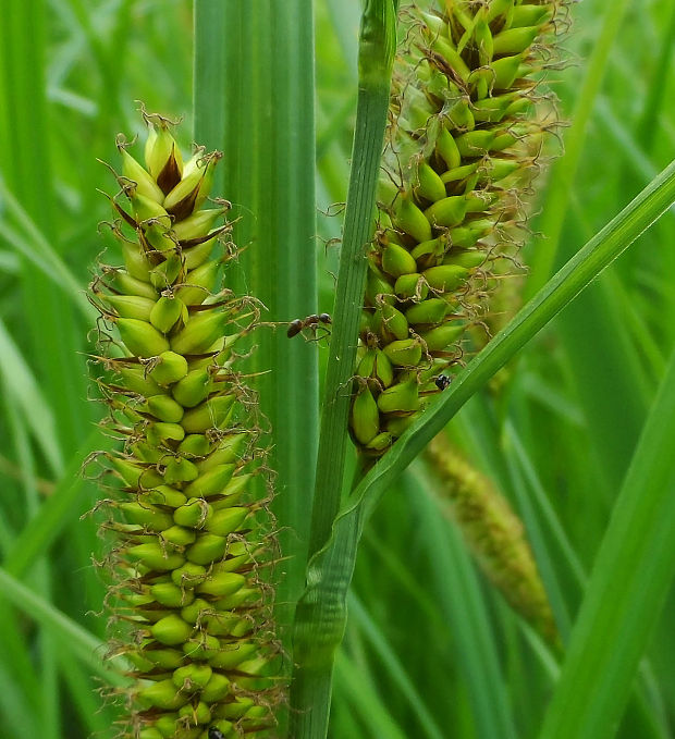 ostrica pobrežná Carex riparia Curtis