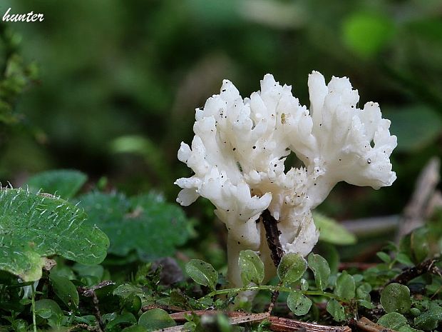 konárovka Clavulina sp.