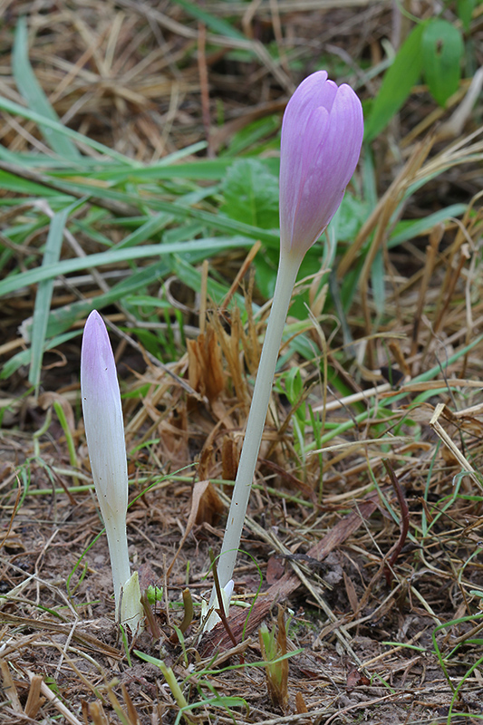 jesienka obyčajná Colchicum autumnale