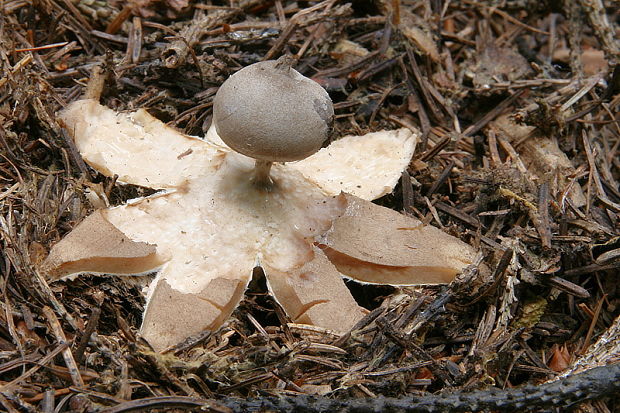 hviezdovka dlhokrčková Geastrum pectinatum Pers.