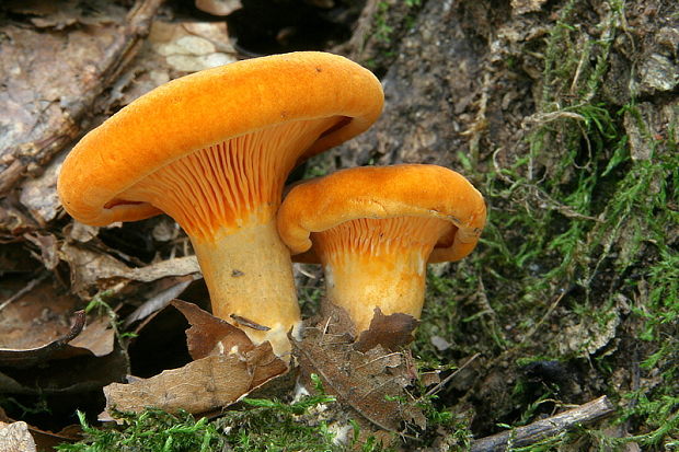 líška oranžová Hygrophoropsis aurantiaca (Wulfen) Maire