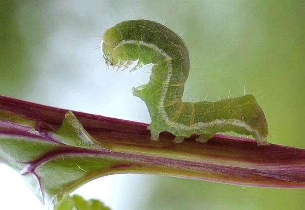 siatica čakanková Ochropluera plecta