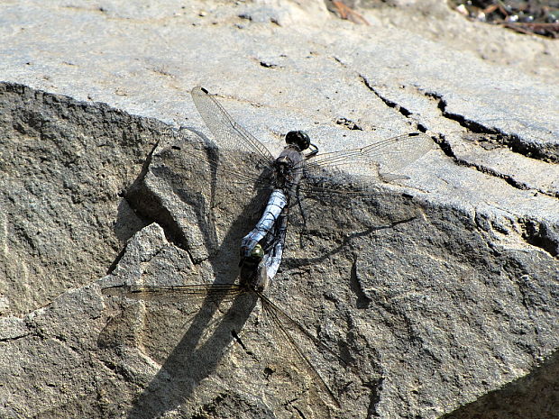 vážka rybničná. Orthetrum cancellatum