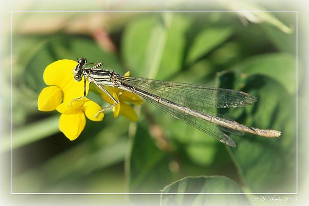 šidielko ploskonohé Platycnemis pennipes