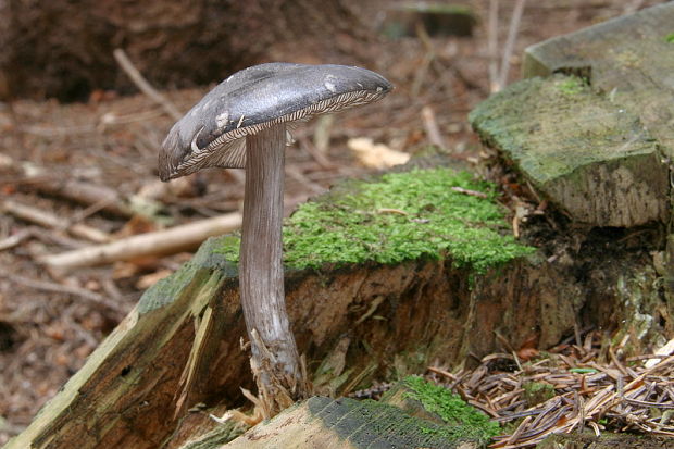 štítovka čiernolupeňová Pluteus atromarginatus (Konrad) Kühner