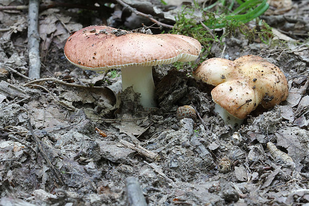 plávka mandľová Russula vesca Fr.