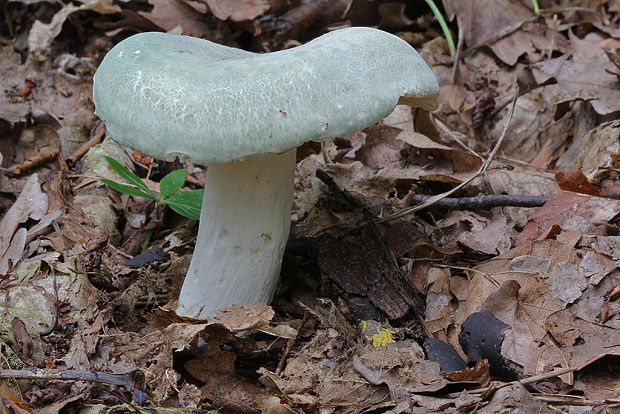 plávka zelenkastá Russula virescens (Schaeff.) Fr.