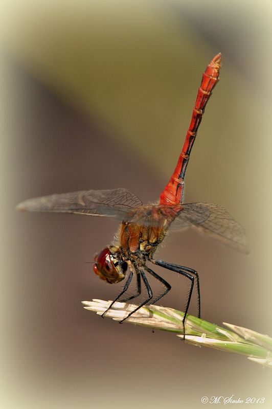 vážka červená Sympetrum sanguineum