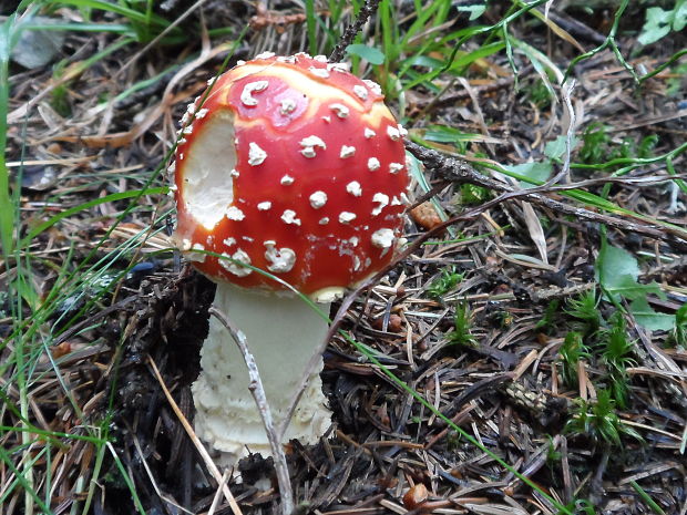 muchotrávka červená Amanita muscaria (L.) Lam.