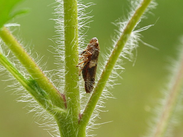 peniarka jelšová Aphrophora alni