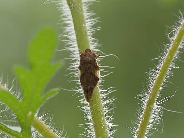 peniarka jelšová Aphrophora alni