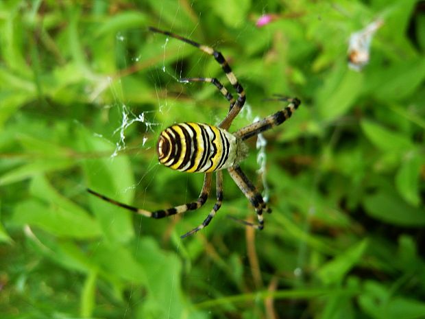 križiak pásavý Argiope bruennichi