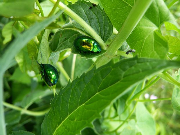 mandelinka mätová Chrysolina herbacea