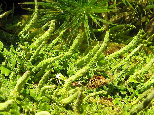 dutohlávka končistá/dutohlávka kuželovitá Cladonia coniocraea (Flörke) Spreng.