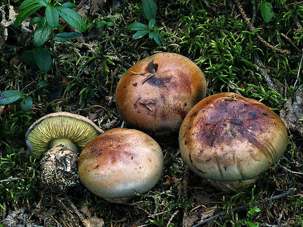 pavučinovec anízový Cortinarius odorifer Britzelm.