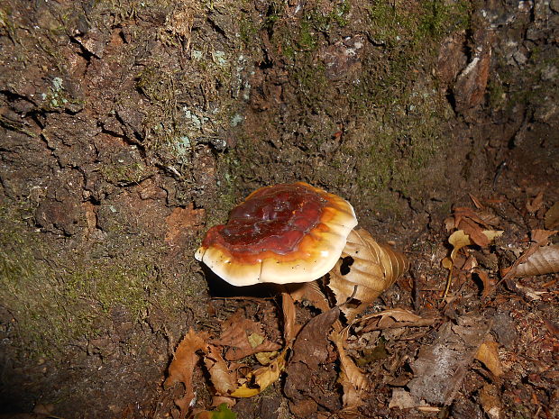 lesklokôrovka obyčajná Ganoderma lucidum (Curtis) P. Karst.