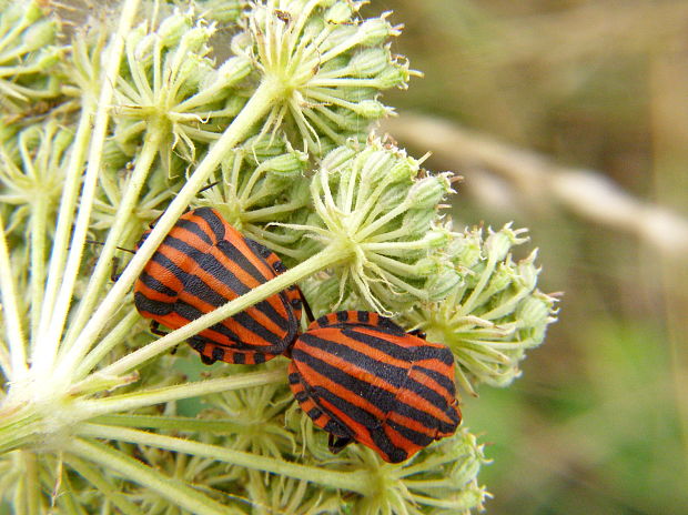 bzdocha pásava Graphosoma italicum