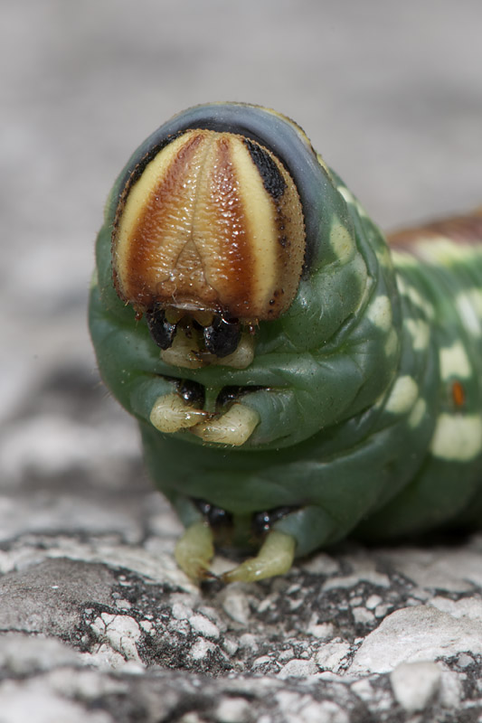 lišaj borovicový Hyloicus pinastri