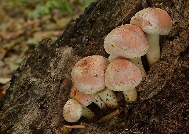 strapcovka tehlovočervená Hypholoma lateritium (Schaeff.) P. Kumm.