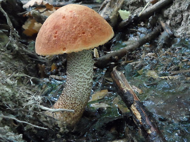 kozák dubový Leccinum aurantiacum (Bull.) Gray