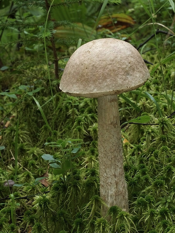 kozák biely Leccinum holopus (Rostk.) Watling