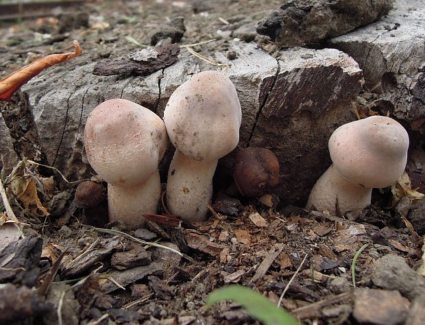 bedľovec Bresadolov Leucoagaricus americanus (Peck) Vellinga