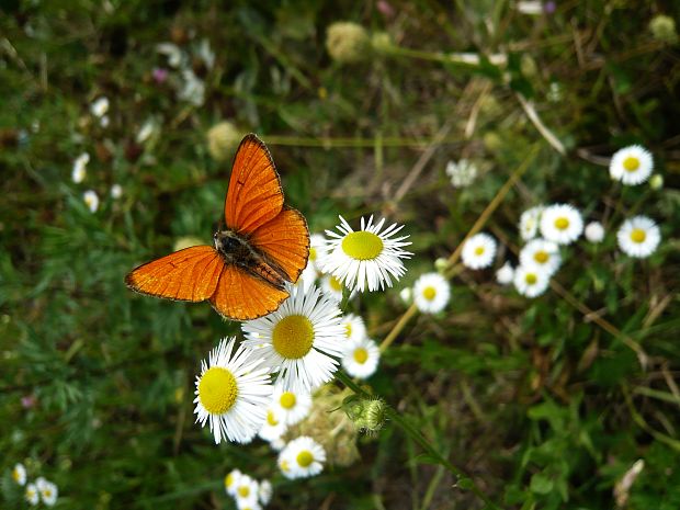 ohniváčik veľký Lycaena dispar