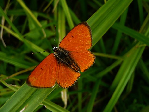 ohniváčik veľký Lycaena dispar