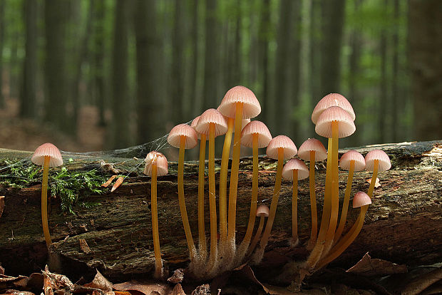 prilbička žltohlúbiková Mycena renati Quél.