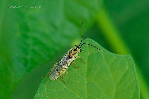 piliarka Nematus sp.