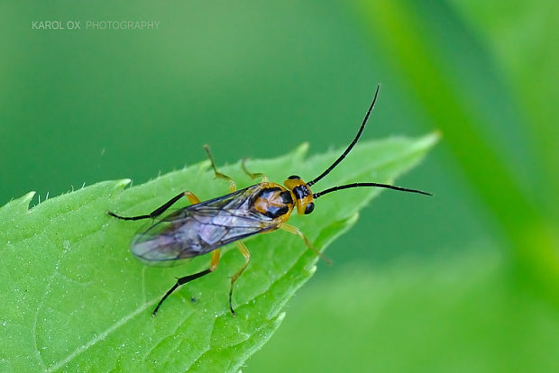 piliarka Nematus tibialis