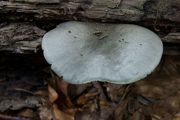 štítovka vŕbová Pluteus salicinus (Pers.) P. Kumm.