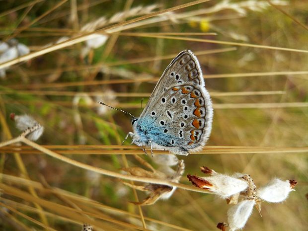 modráčik obyčajný Polyommatus icarus